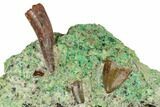 Three Fossil Phytosaur Teeth in Sandstone - Arizona #173488-2